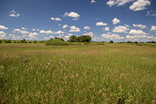 Mound Spring Prairie SNA