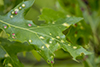 Oak Leaf Blister