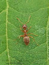 turfgrass ant