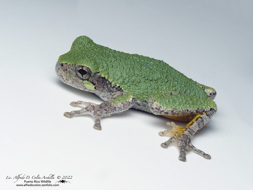 Minnesota Seasons - gray treefrog