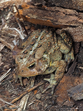 American toad