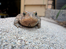 American Toad