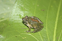 Blanchard’s cricket frog