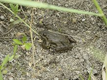 Blanchard’s cricket frog