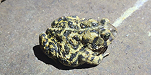 Canadian toad