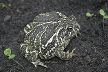 Great Plains toad