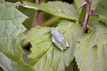Holarctic Treefrog (Dryophytes sp.)