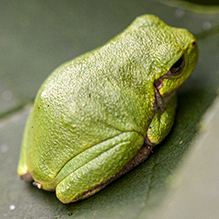 Holarctic Treefrog (Dryophytes sp.)