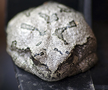 Holarctic Treefrog (Dryophytes sp.)