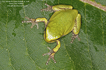 Holarctic Treefrog (Dryophytes sp.)