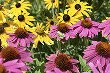 Holarctic Treefrog (Dryophytes sp.)