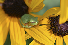 Holarctic Treefrog (Dryophytes sp.)