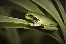 Holarctic Treefrog (Dryophytes sp.)