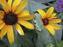 Holarctic Treefrog (Dryophytes sp.)