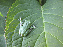 Holarctic Treefrog (Dryophytes sp.)