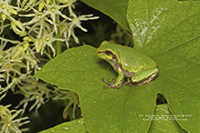 Holarctic Treefrog (Dryophytes sp.)