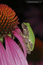 Holarctic Treefrog (Dryophytes sp.)