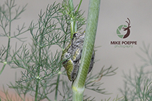 Holarctic Treefrog (Dryophytes sp.)