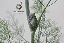 Holarctic Treefrog (Dryophytes sp.)