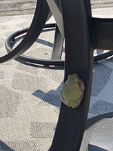 Holarctic Treefrog (Dryophytes sp.)