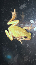 Holarctic Treefrog (Dryophytes sp.)