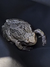 Holarctic Treefrog (Dryophytes sp.)