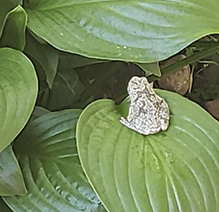 Holarctic Treefrog (Dryophytes sp.)