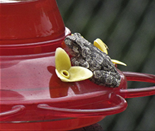 Holarctic Treefrog (Dryophytes sp.)
