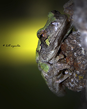 Holarctic Treefrog (Dryophytes sp.)