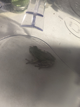 Holarctic Treefrog (Dryophytes sp.)