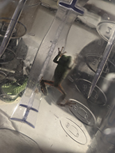 Holarctic Treefrog (Dryophytes sp.)