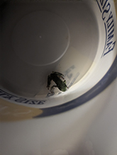 Holarctic Treefrog (Dryophytes sp.)