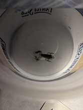 Holarctic Treefrog (Dryophytes sp.)