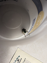 Holarctic Treefrog (Dryophytes sp.)