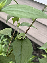 Holarctic Treefrog (Dryophytes sp.)