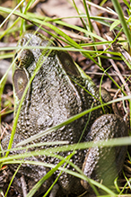 North American Green Frog North American Green Frog