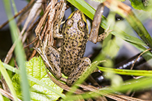 North American Green Frog North American Green Frog