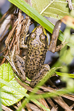 North American Green Frog North American Green Frog