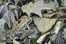 wood frog wood frog