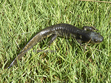 barred tiger salamander