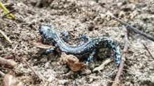 blue-spotted salamander