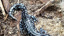 blue-spotted salamander