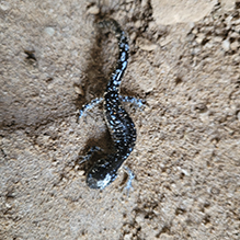 blue-spotted salamander
