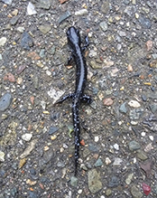 blue-spotted salamander