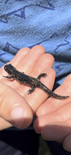 blue-spotted salamander