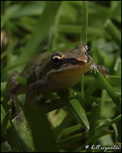boreal chorus frog