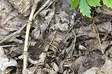 eastern American toad
