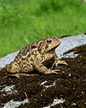 eastern American toad