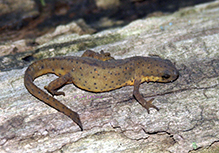 eastern newt