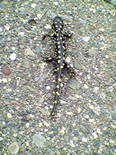 eastern tiger salamander